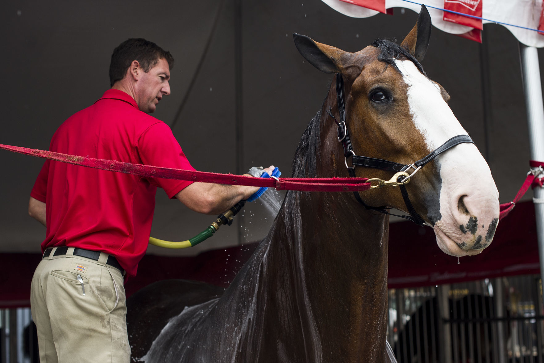 Budweiser Clydesdales 09